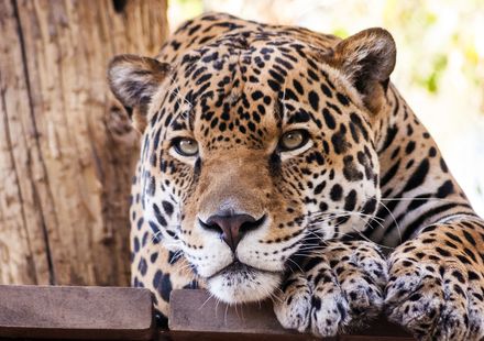 アリゾナ フェニックス動物園周辺でおすすめの観光スポット9選 楽しみ方は無限大 おすすめ旅行を探すならトラベルブック Travelbook アリゾナ フェニックス動物園周辺でおすすめの観光スポット9選 楽しみ方は無限大 おすすめ旅行を探すならトラベルブック Travelbook