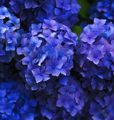 京都 初夏のアジサイが美しい定番スポット10選 神仏のご利益も受けられる名所 おすすめ旅行を探すならトラベルブック Travelbook 京都 初夏のアジサイが美しい定番スポット10選 神仏のご利益も受けられる名所 おすすめ旅行を探すならトラベルブック Travelbook