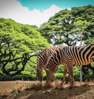 ハワイ ホノルル動物園周辺の観光スポットおすすめ12選 楽しい旅の計画を おすすめ旅行を探すならトラベルブック Travelbook ハワイ ホノルル動物園周辺の観光スポットおすすめ12選 楽しい旅の計画を おすすめ旅行を探すならトラベルブック Travelbook