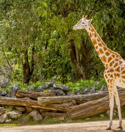 アメリカ サンディエゴ動物園周辺の観光スポットおすすめ18選 充実した旅行を おすすめ旅行を探すならトラベルブック Travelbook アメリカ サンディエゴ動物園周辺の観光スポットおすすめ18選 充実した旅行を おすすめ旅行を探すならトラベルブック Travelbook
