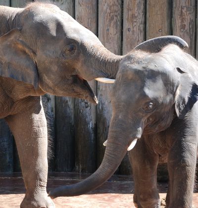 アメリカ ヒューストン動物園周辺の観光スポットおすすめ13選 充実した旅行を おすすめ旅行を探すならトラベルブック Travelbook アメリカ ヒューストン動物園周辺の観光スポットおすすめ13選 充実した旅行を おすすめ旅行を探すならトラベルブック Travelbook