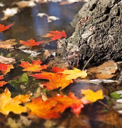 愛知 東海地方屈指の紅葉名所 岩屋堂公園 は夜景もすごい おすすめ旅行を探すならトラベルブック Travelbook 愛知 東海地方屈指の紅葉名所 岩屋堂公園 は夜景もすごい おすすめ旅行を探すならトラベルブック Travelbook
