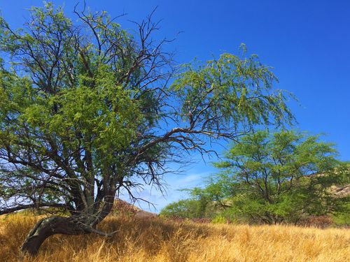 ハワイ ホノルルへ行くおすすめ格安ツアー 人気プランを比較して紹介 おすすめ旅行を探すならトラベルブック Travelbook