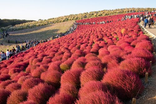 茨城 真っ赤なコキアの絨毯が広がる絶景 ひたち海浜公園 みはらしの丘 おすすめ旅行を探すならトラベルブック Travelbook