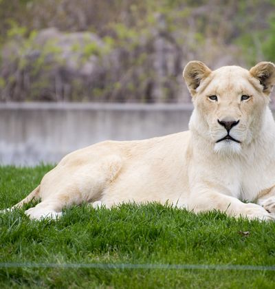 カナダ トロント動物園周辺の観光スポットおすすめ10選 充実した旅の計画を おすすめ旅行を探すならトラベルブック Travelbook カナダ トロント動物園周辺の観光スポットおすすめ10選 充実した旅の計画を おすすめ旅行を探すならトラベルブック Travelbook