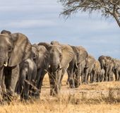 タンザニア 大自然と野生動物の宝庫を満喫できる定番観光地10選 おすすめ旅行を探すならトラベルブック Travelbook タンザニア 大自然と野生動物の宝庫を満喫できる定番観光地10選 おすすめ旅行を探すならトラベルブック Travelbook