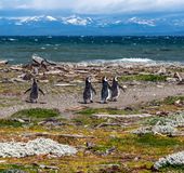 チリ プンタアレナスでおすすめの観光スポット10選 楽しみ方は無限大 おすすめ旅行を探すならトラベルブック Travelbook