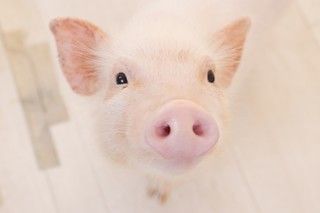 大阪 神戸 話題沸騰の コンセプトカフェ 特集 体験型のカフェならココ おすすめ旅行を探すならトラベルブック Travelbook