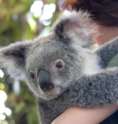 ケアンズ コアラやカンガルーに出会えるケアンズのおすすめ動物園5選 おすすめ旅行を探すならトラベルブック Travelbook ケアンズ コアラやカンガルーに出会えるケアンズのおすすめ動物園5選 おすすめ旅行を探すならトラベルブック Travelbook