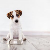 ペット キツネの飼い方 種類 寿命 値段まとめ 自分らしい便利な暮らしを トラベルブック Travelbook ペット キツネの飼い方 種類 寿命 値段まとめ 自分らしい便利な暮らしを トラベルブック Travelbook