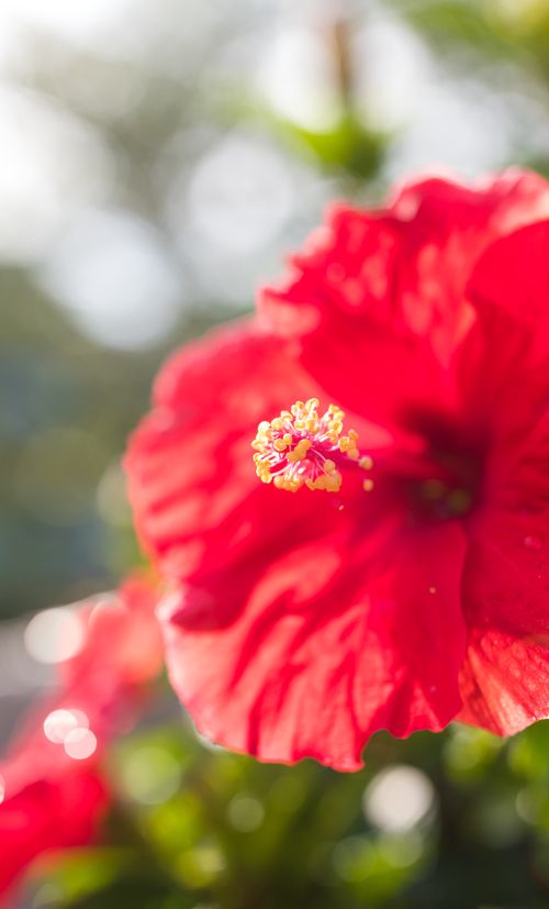3ページ目 沖縄 竹富島でおすすめの観光スポット 古き良き沖縄を過ごそう おすすめ旅行を探すならトラベルブック Travelbook