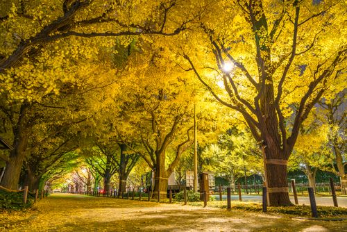 東京 青山周辺のホテル10選 おしゃれなのに安いおすすめ宿をご紹介 おすすめ旅行を探すならトラベルブック Travelbook