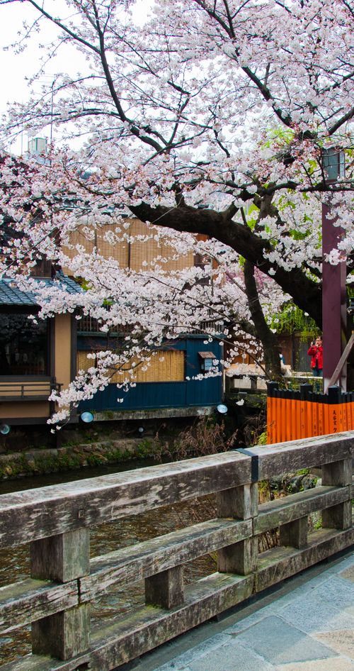 京都 祇園周辺のおすすめ人気旅館10選 格安なのに快適な宿をご紹介 おすすめ旅行を探すならトラベルブック Travelbook