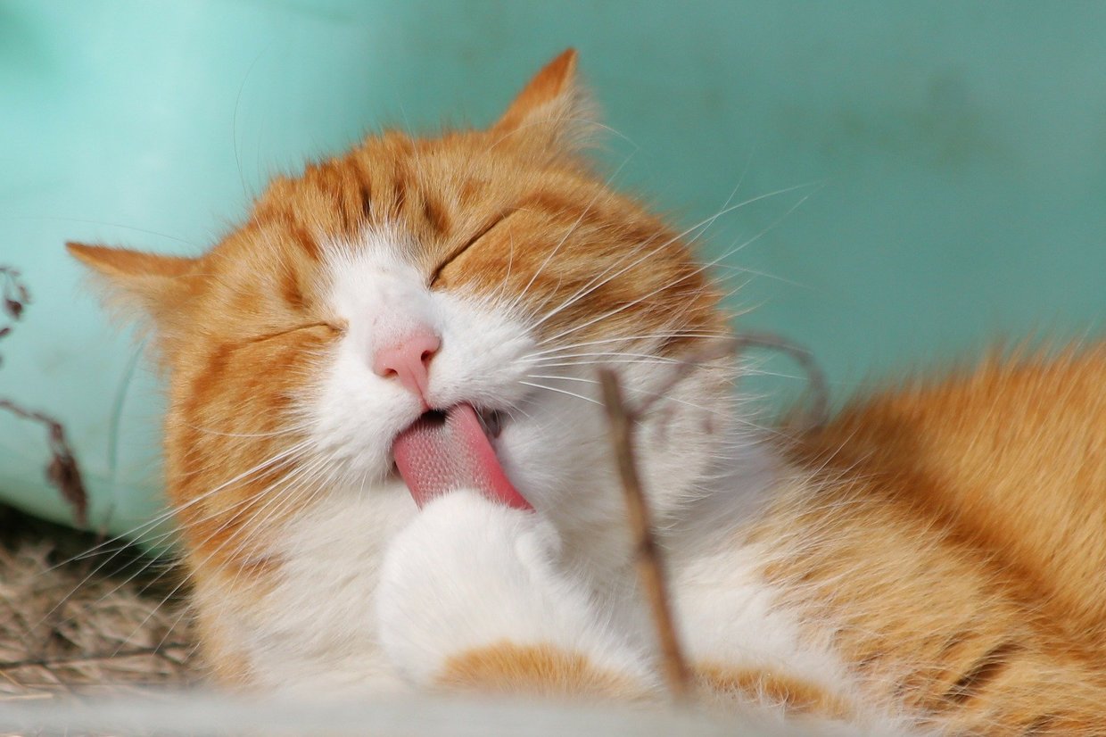 猫が尿路結石になったら？餌や治療法・再発予防の方法を詳しく解説 