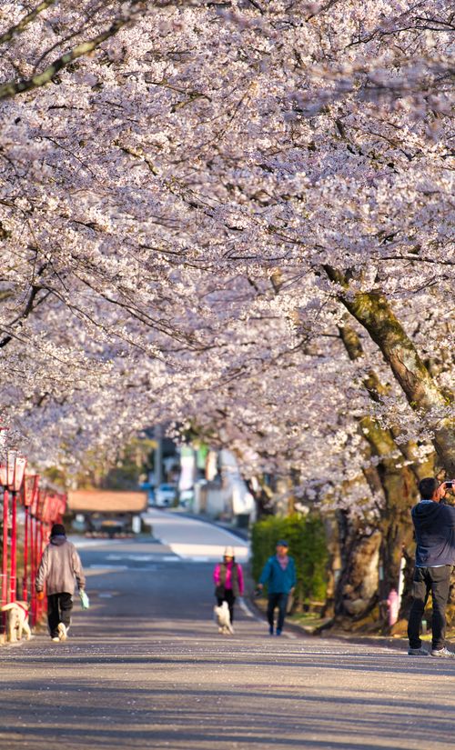 二本松の旅館 子連れ カップル旅行にも人気のおすすめ宿をご紹介 おすすめ旅行を探すならトラベルブック Travelbook