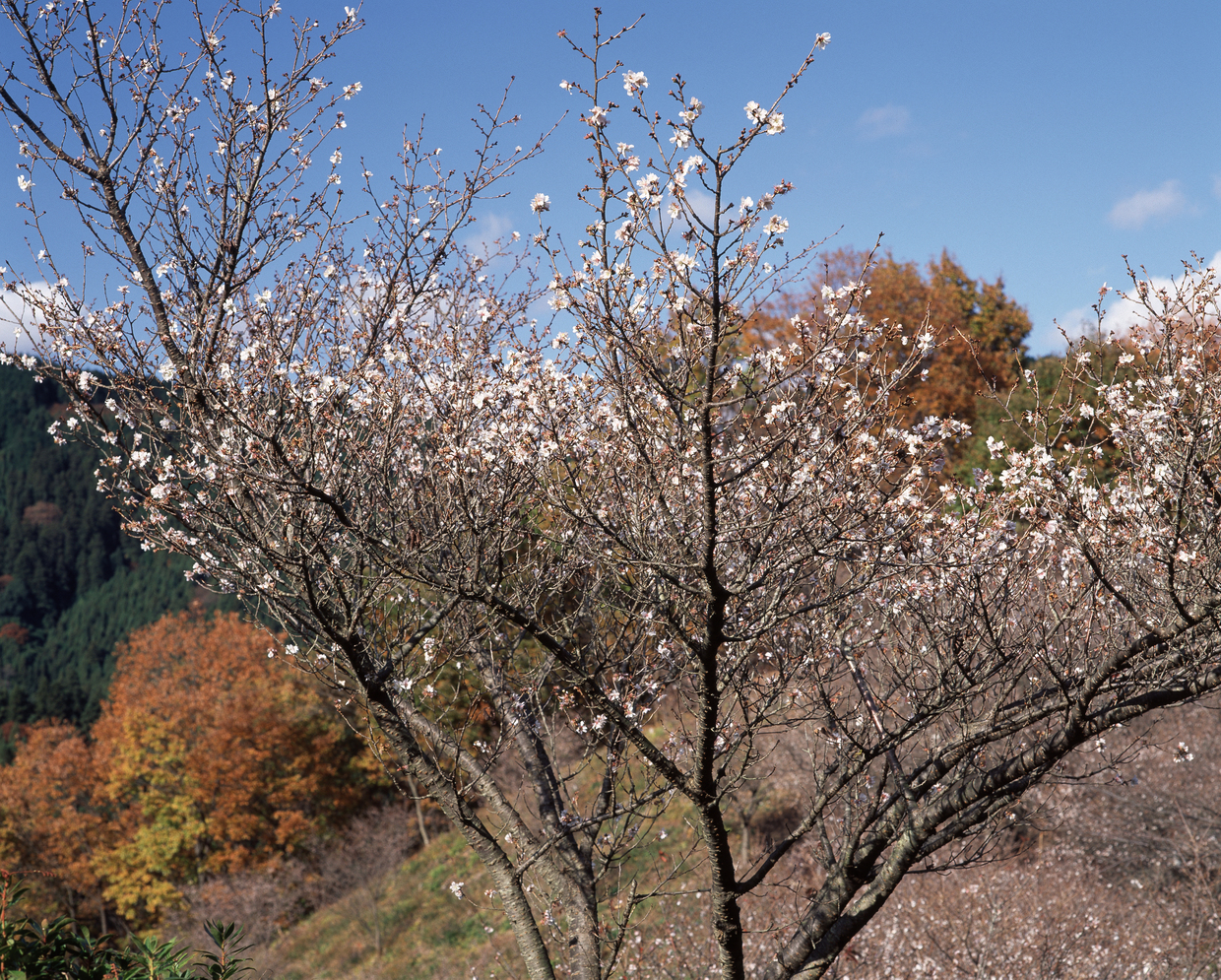 群馬 藤岡の旅館 安くて家族連れに人気のおすすめ宿泊施設を厳選してご紹介 おすすめ旅行を探すならトラベルブック Travelbook