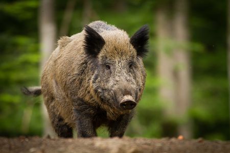 イノシシを撃退したい 効果的な駆除方法や対策 グッズを紹介 トラブルブック イノシシを撃退したい 効果的な駆除方法や対策 グッズを紹介 トラブルブック
