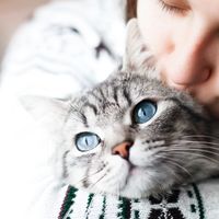 ペット キツネの飼い方 種類 寿命 値段まとめ 自分らしい便利な暮らしを トラベルブック Travelbook ペット キツネの飼い方 種類 寿命 値段まとめ 自分らしい便利な暮らしを トラベルブック Travelbook