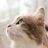 ペット キツネの飼い方 種類 寿命 値段まとめ 自分らしい便利な暮らしを トラベルブック Travelbook ペット キツネの飼い方 種類 寿命 値段まとめ 自分らしい便利な暮らしを トラベルブック Travelbook