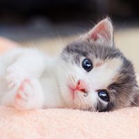 ペット キツネの飼い方 種類 寿命 値段まとめ 自分らしい便利な暮らしを トラベルブック Travelbook ペット キツネの飼い方 種類 寿命 値段まとめ 自分らしい便利な暮らしを トラベルブック Travelbook