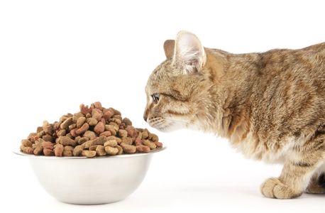 お腹の弱い猫におすすめキャットフード15選 人気商品を比較 トラブルブック