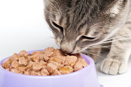 高カロリーキャットフードのおすすめ15選 人気猫の餌を比較 トラブルブック