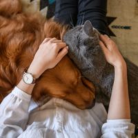 ペット キツネの飼い方 種類 寿命 値段まとめ 自分らしい便利な暮らしを トラベルブック Travelbook ペット キツネの飼い方 種類 寿命 値段まとめ 自分らしい便利な暮らしを トラベルブック Travelbook