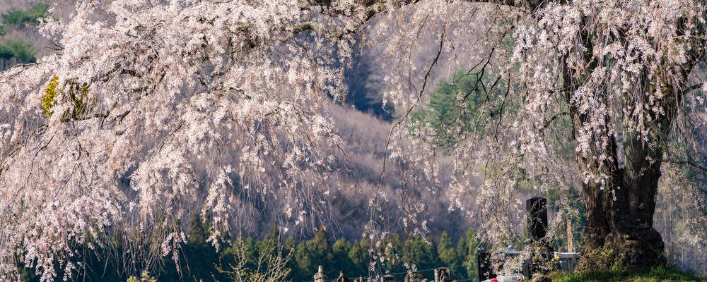 群馬の桜スポット 一度は行きたい人気スポットを紹介 群馬の桜スポット 一度は行きたい人気スポットを紹介