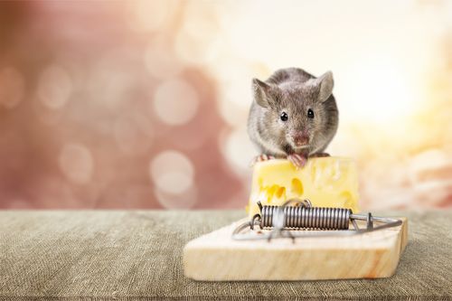 屋根裏にネズミがいるかも 発生しやすい環境や対策についてご紹介 トラブルブック