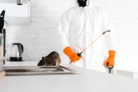 ねずみ駆除業者おすすめ16選を紹介 自分らしい便利な暮らしを トラベルブック Travelbook