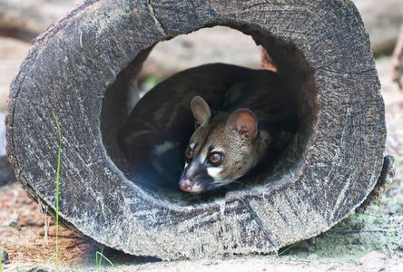千葉 ハクビシン駆除におすすめな業者18選 退治 撃退ならおまかせ トラブルブック