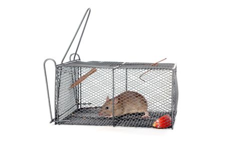 東京 葛飾区でネズミ駆除におすすめな業者21選 退治 撃退ならおまかせ トラブルブック