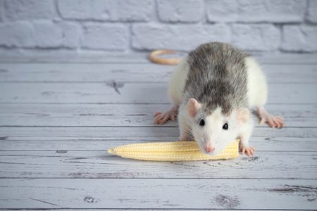埼玉 所沢市でネズミ駆除におすすめな業者17選 退治 撃退ならおまかせ トラブルブック 埼玉 所沢市でネズミ駆除におすすめな業者17選 退治 撃退ならおまかせ トラブルブック