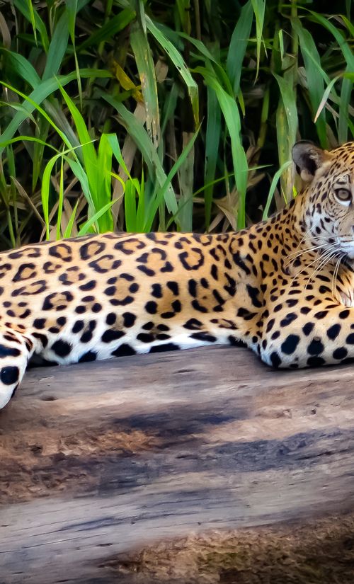 ブラジル アマゾンの格安ホテル20選 口コミ評判の高い宿をご紹介 おすすめ旅行を探すならトラベルブック travelbook