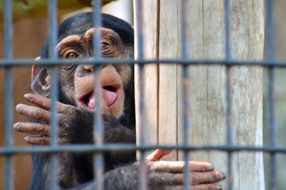 大牟田市動物園 動物を身近に感じられる福岡市のローカル動物園 おすすめ旅行を探すならトラベルブック Travelbook 大牟田市動物園 動物を身近に感じられる福岡市のローカル動物園 おすすめ旅行を探すならトラベルブック Travelbook
