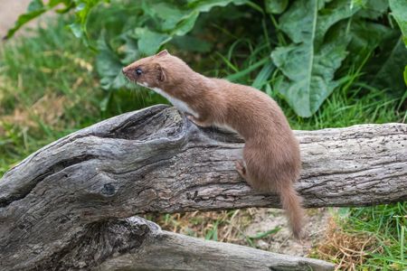 船橋市 イタチ駆除に人気な業者17選 退治 撃退におすすめ トラブルブック
