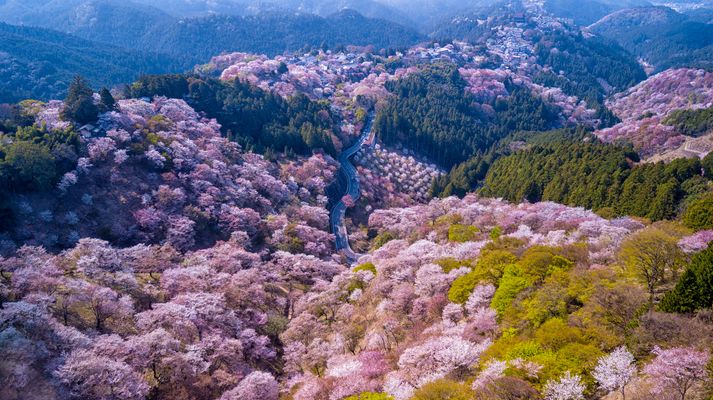 奈良の桜スポット 一度は行きたい人気スポットを紹介