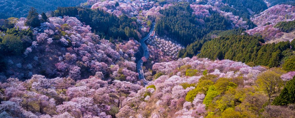 奈良の桜スポット 一度は行きたい人気スポットを紹介 奈良の桜スポット 一度は行きたい人気スポットを紹介