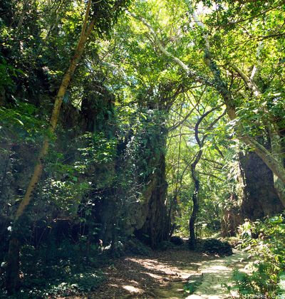 沖縄 旅行で行きたいやんばるの自然を堪能できる観光スポット おすすめ旅行を探すならトラベルブック Travelbook 沖縄 旅行で行きたいやんばるの自然を堪能できる観光スポット おすすめ旅行を探すならトラベルブック Travelbook