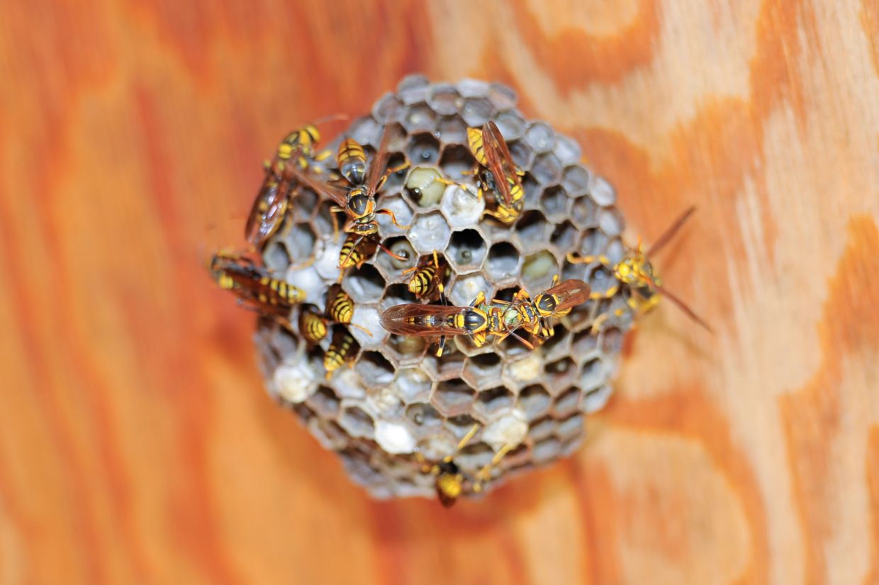 尼崎】蜂の巣駆除業者のおすすめ16選|退治・撃退を任せるならここ