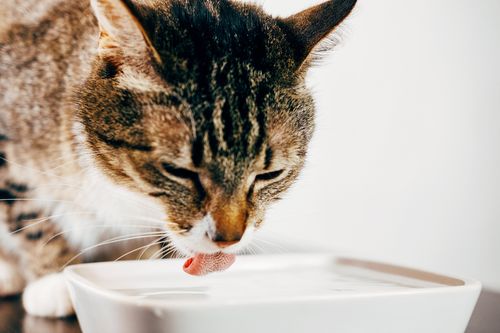 猫におすすめのウォーターサーバー10選 サーバーの水をあげてもいいの 注意点を紹介 トラブルブック