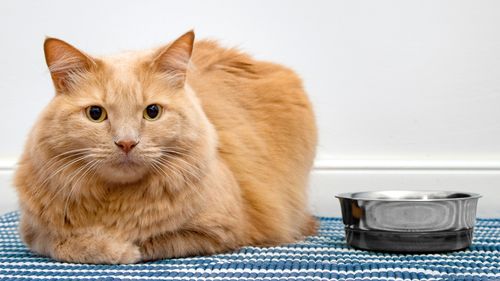 猫におすすめのウォーターサーバー10選 サーバーの水をあげてもいいの 注意点を紹介 トラブルブック