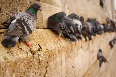 土鳩の駆除におすすめ業者17選 退治 撃退を任せるならここ トラブルブック