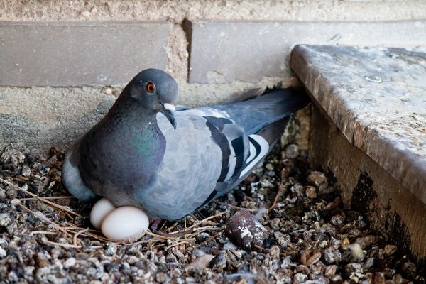 ペットの鳥が卵を産んだときの対処法