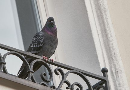 賃貸で鳩の駆除をするには 対処方法や対策を紹介 トラブルブック