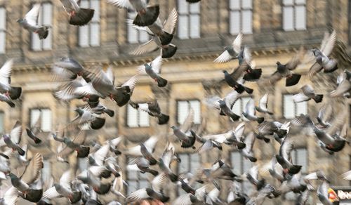 鳩の駆除にかかる費用は 業者に依頼する場合の値段と業者の選び方を紹介 トラブルブック