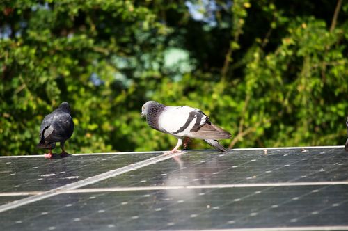 鳩の駆除にかかる費用は 業者に依頼する場合の値段と業者の選び方を紹介 トラブルブック