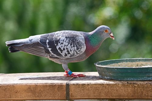 賃貸で鳩の駆除をするには 対処方法や対策を紹介 トラブルブック