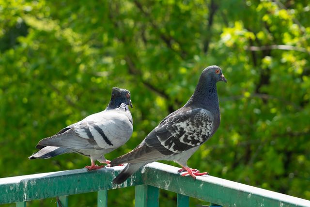 鳩の駆除にかかる費用は?|業者に依頼する場合の値段と業者の選び方を紹介