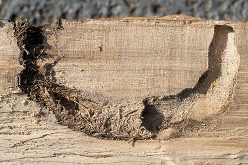 カミキリムシの駆除方法は 対策についても紹介 トラブルブック